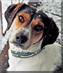 Atticus the Treeing Walker Coonhound