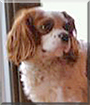 Duke the Cavalier King Charles Spaniel