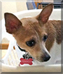 Peanut the Toy Fox Terrier