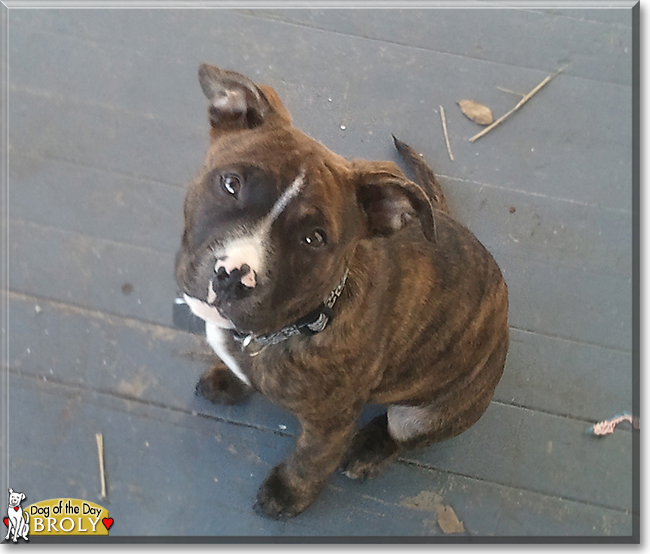 Broly the Pitbull Terrier, the Dog of the Day