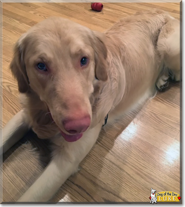 Luke the Golden Retriever, the Dog of the Day