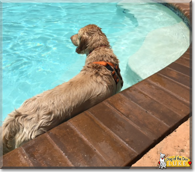 Luke the Golden Retriever, the Dog of the Day