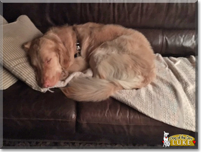 Luke the Golden Retriever, the Dog of the Day