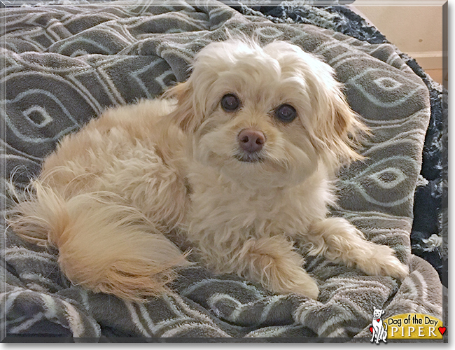 Piper the Terrier, Maltese mix, the Dog of the Day