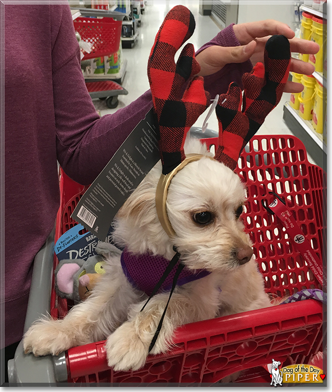 Piper the Terrier, Maltese mix, the Dog of the Day