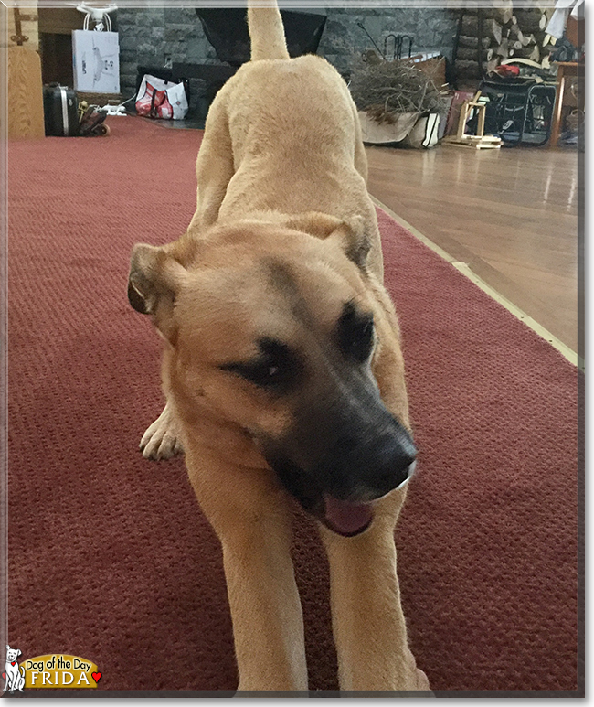 Frida the Pitbull, German Shepherd, Hound mix, the Dog of the Day