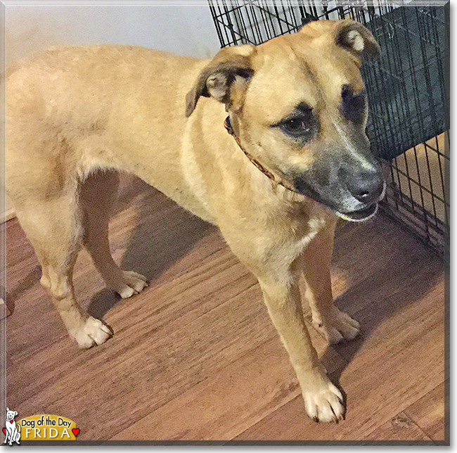 Frida the Pitbull, German Shepherd, Hound mix, the Dog of the Day