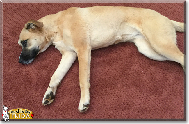 Frida the Pitbull, German Shepherd, Hound mix, the Dog of the Day