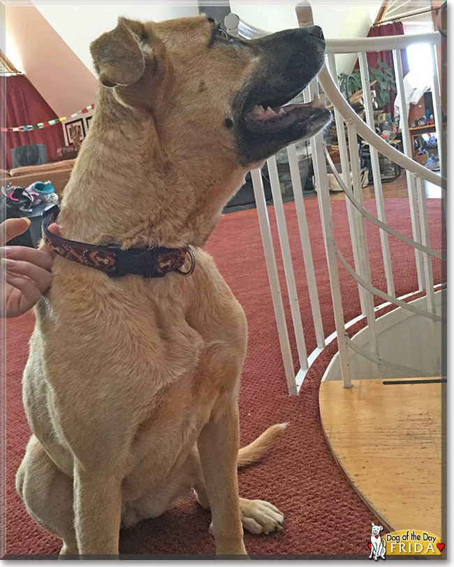 Frida the Pitbull, German Shepherd, Hound mix, the Dog of the Day