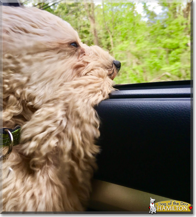 Hamilton the Bichon Frise, Miniature Poodle mix, the Dog of the Day