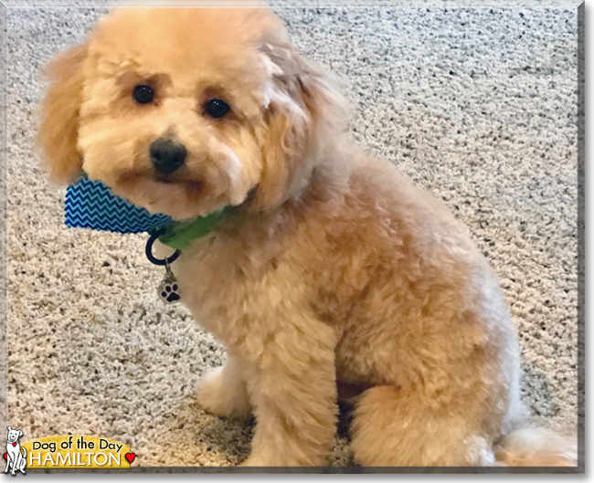 Hamilton the Bichon Frise, Miniature Poodle mix, the Dog of the Day