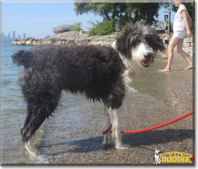 Doodle the Old English Sheepdog, Poodle mix, the Dog of the Day