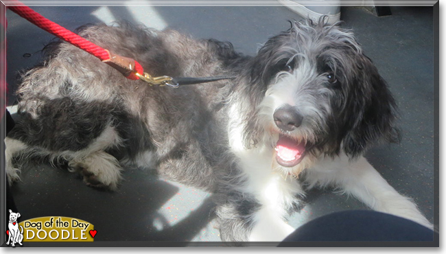 Doodle the Old English Sheepdog, Poodle mix, the Dog of the Day