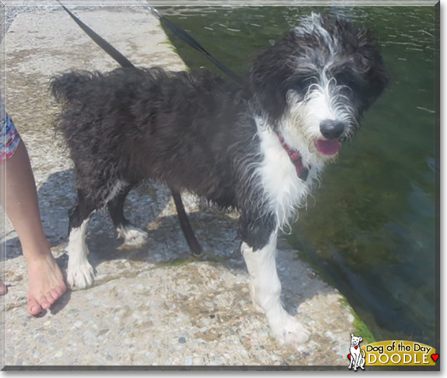 Doodle the Old English Sheepdog, Poodle mix, the Dog of the Day