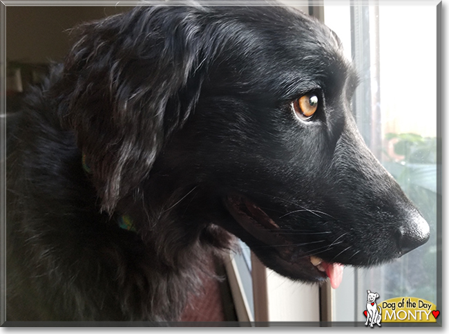 Monty the Otterhound. Labrador Retriever mix, the Dog of the Day