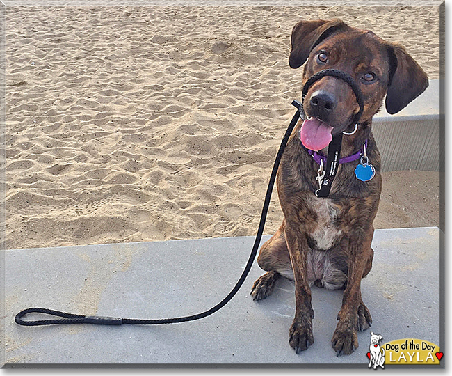 Layla the Plott Hound, Labrador Retriever mix, the Dog of the Day