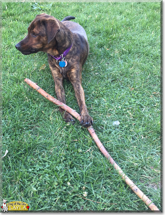 Layla the Plott Hound, Labrador Retriever mix, the Dog of the Day