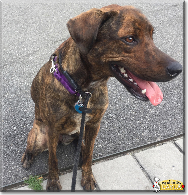 Layla the Plott Hound, Labrador Retriever mix, the Dog of the Day