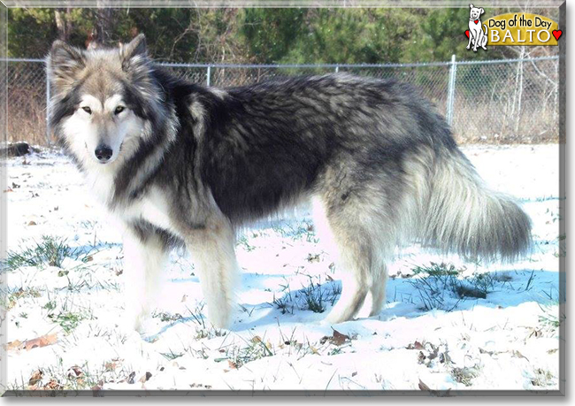 Balto the Malamute mix, the Dog of the Day