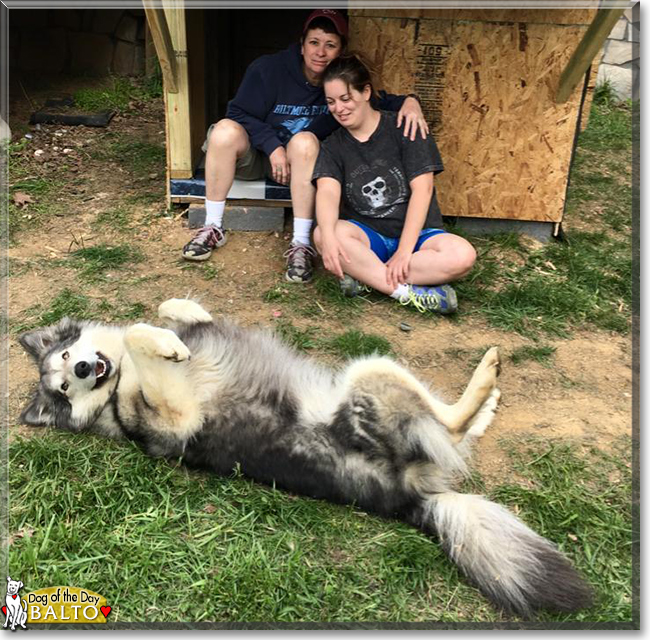 Balto the Malamute mix, the Dog of the Day