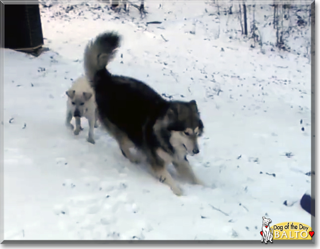 Balto the Malamute mix, the Dog of the Day