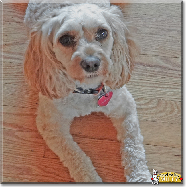 Miley the Poodle, Cocker Spaniel mix, the Dog of the Day