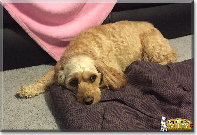 Miley the Poodle, Cocker Spaniel mix, the Dog of the Day