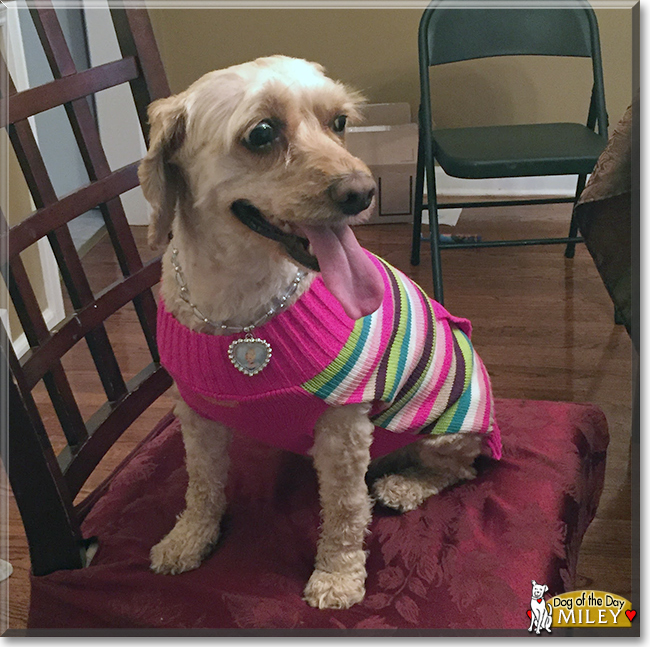 Miley the Poodle, Cocker Spaniel mix, the Dog of the Day