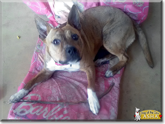 Asha the Staffordshire Terrier, Kelpie cross, the Dog of the Day