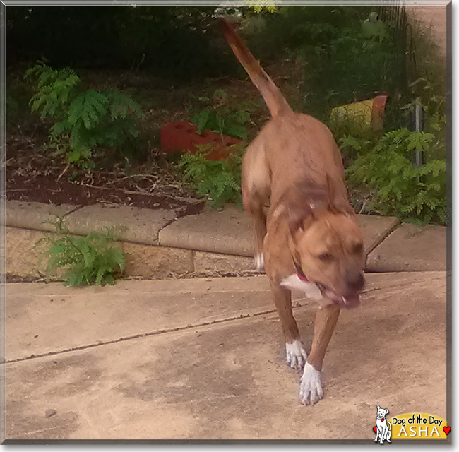 Asha the Staffordshire Terrier, Kelpie cross, the Dog of the Day