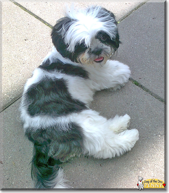 Penny the Shih Tzu, the Dog of the Day