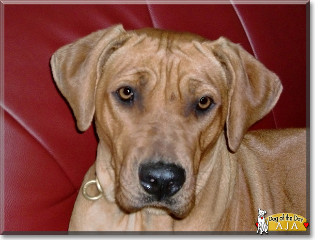 Aja the Rhodesian Ridgeback, the Dog of the Day