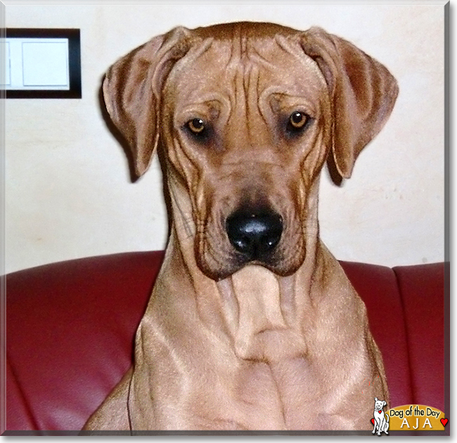 Aja the Rhodesian Ridgeback, the Dog of the Day