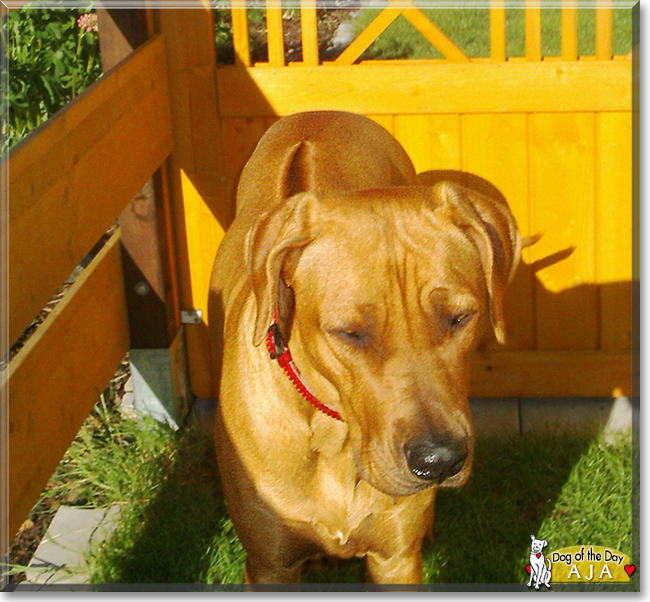 Aja the Rhodesian Ridgeback, the Dog of the Day