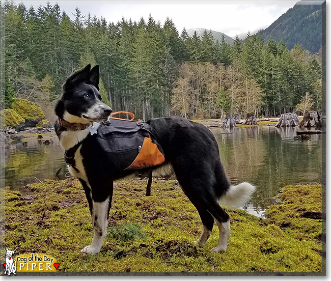 Piper the Border Collie, Belgian Malinois mix, the Dog of the Day