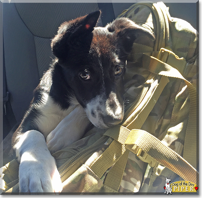 Piper the Border Collie, Belgian Malinois mix, the Dog of the Day