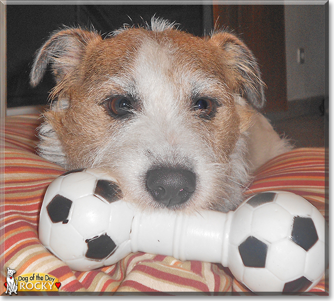 Rocky the Jack Russell Terrier, the Dog of the Day