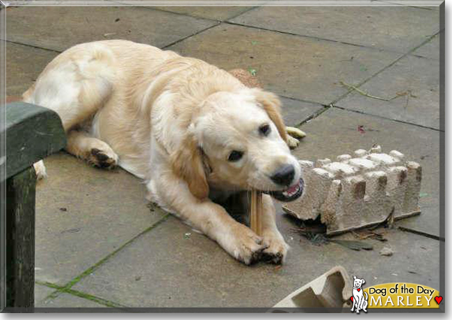 Marley the Golden Retriever, the Dog of the Day