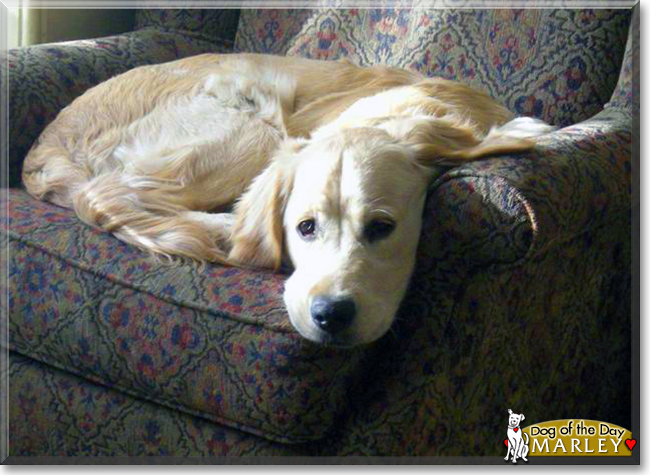 Marley the Golden Retriever, the Dog of the Day