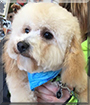 Hamilton the Bichon Frise, Miniature Poodle mix