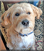 Mr. Bingley the Wheaten Terrier mix