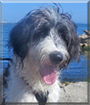 Doodle the Old English Sheepdog, Poodle mix