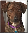 Layla the Plott Hound, Labrador Retriever mix