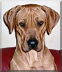 Aja the Rhodesian Ridgeback