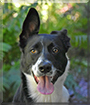 Piper the Border Collie, Belgian Malinois mix