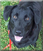 Duke the Labrador Retreiver,  Basset Hound mix