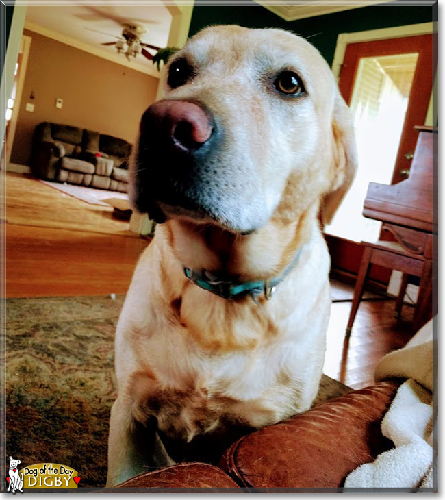 Digby the Labrador Retriever mix, the Dog of the Day