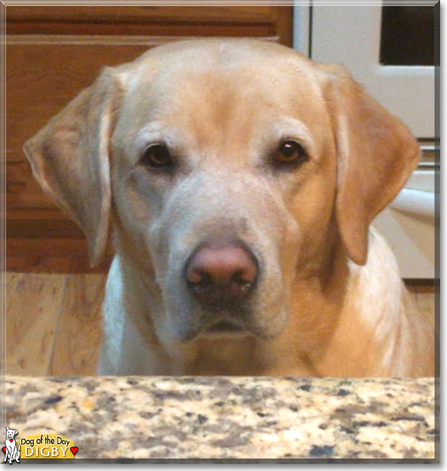 Digby the Labrador Retriever mix, the Dog of the Day