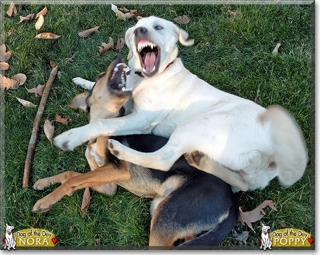 Poppy the Retriever mix and Nora the Hound mix, the Dogs of the Day