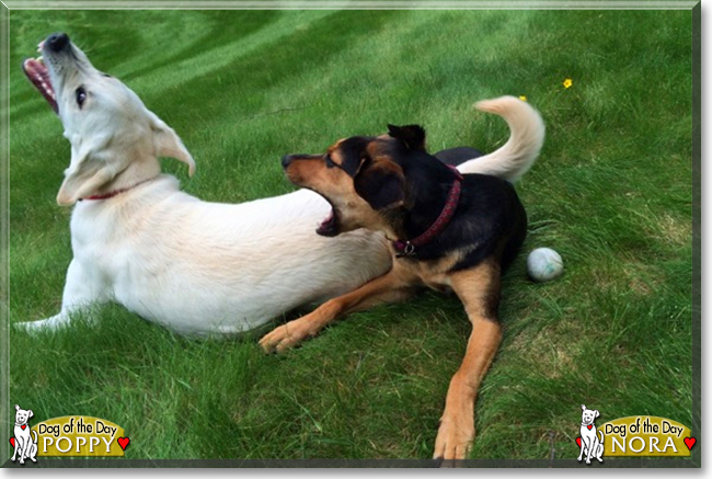 Poppy the Retriever mix and Nora the Hound mix, the Dogs of the Day